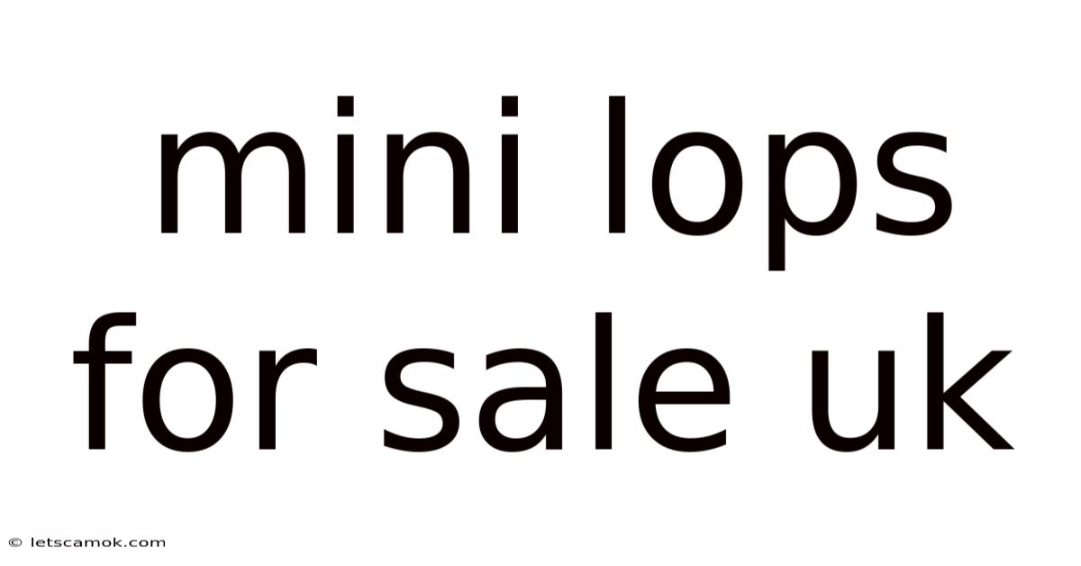 Mini Lops For Sale Uk