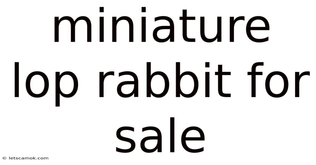 Miniature Lop Rabbit For Sale