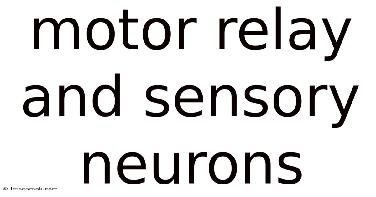 Motor Relay And Sensory Neurons