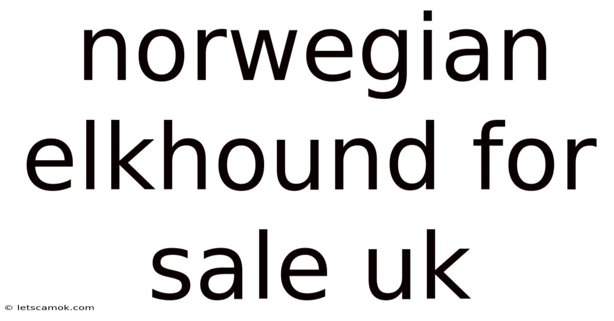 Norwegian Elkhound For Sale Uk