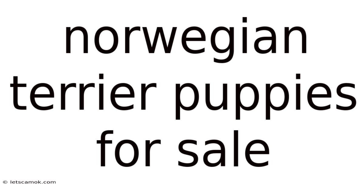 Norwegian Terrier Puppies For Sale