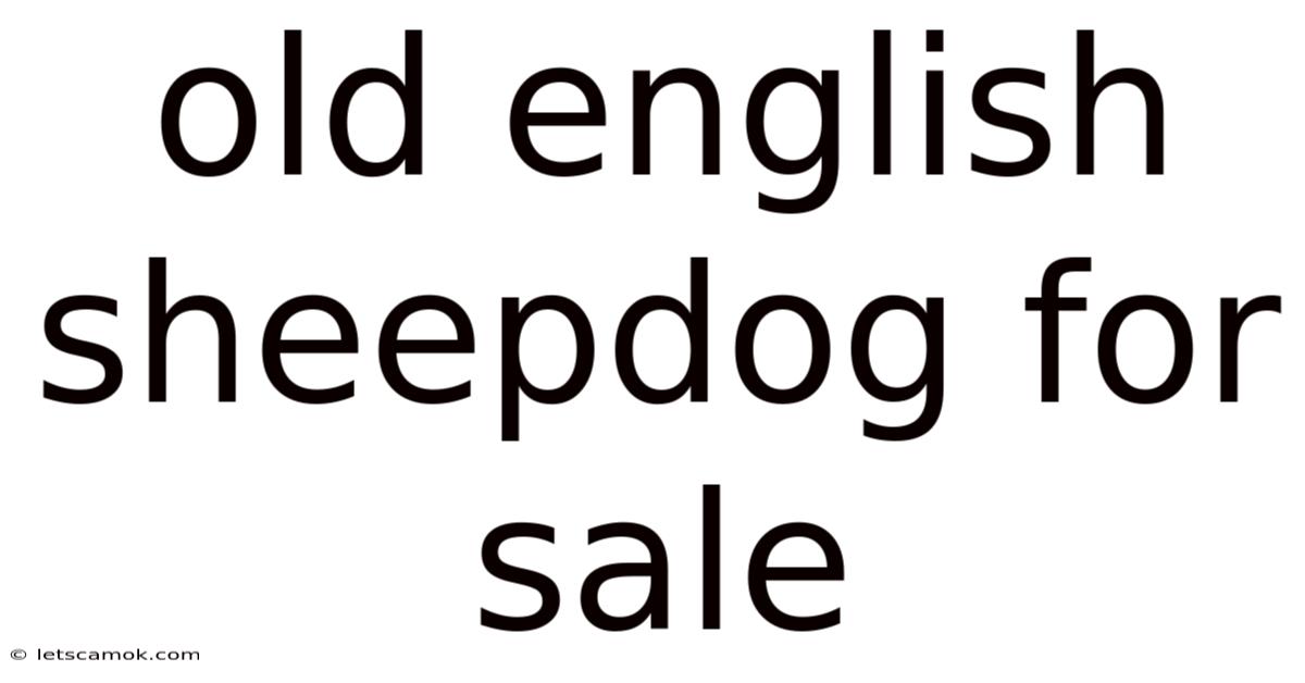 Old English Sheepdog For Sale