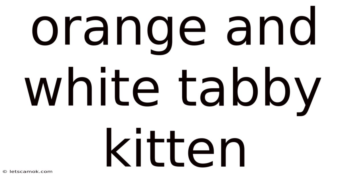 Orange And White Tabby Kitten