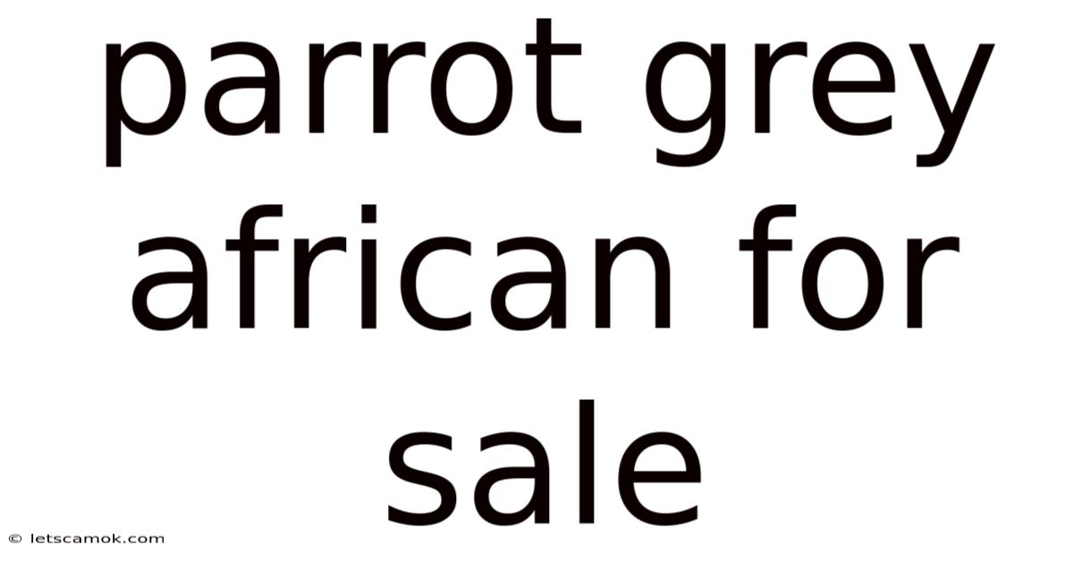 Parrot Grey African For Sale