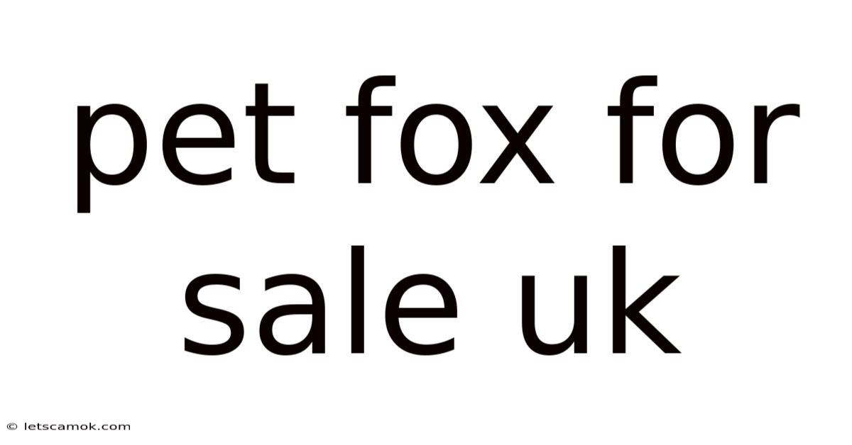 Pet Fox For Sale Uk