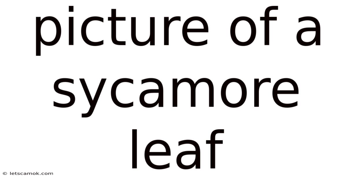 Picture Of A Sycamore Leaf