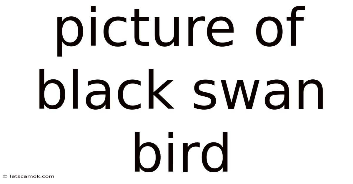Picture Of Black Swan Bird
