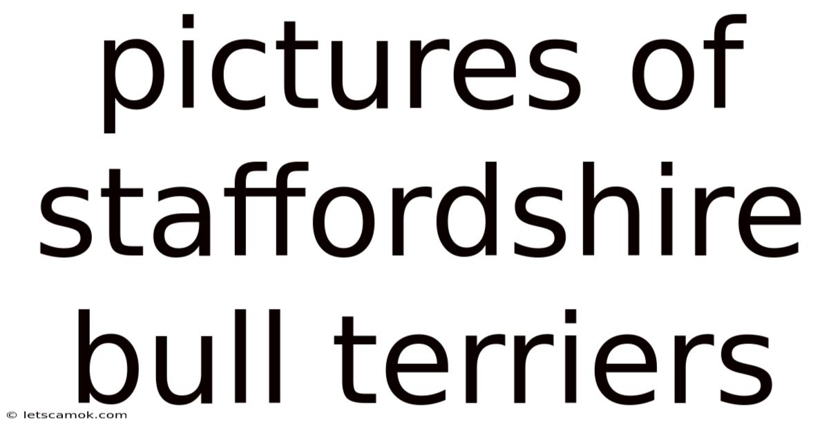 Pictures Of Staffordshire Bull Terriers
