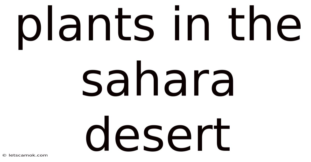 Plants In The Sahara Desert