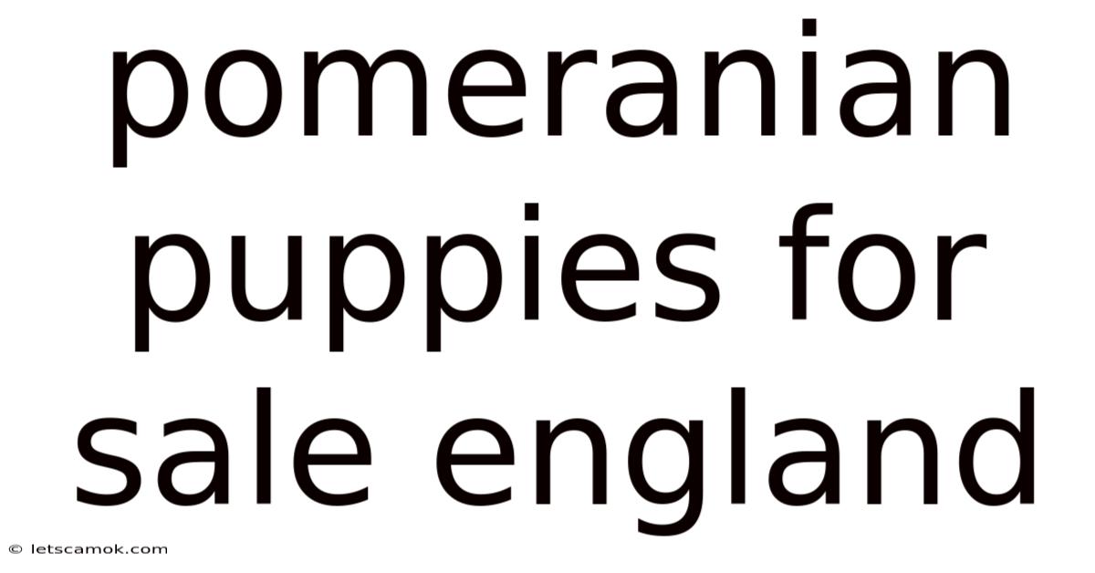 Pomeranian Puppies For Sale England