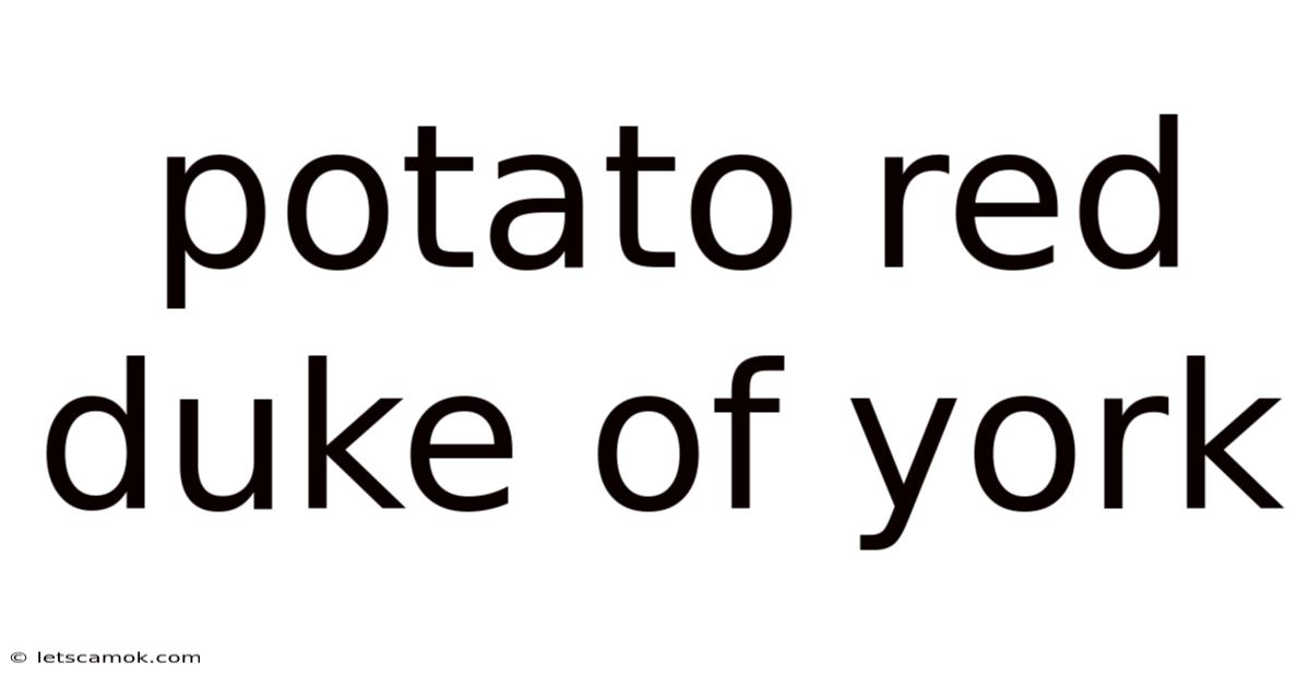 Potato Red Duke Of York