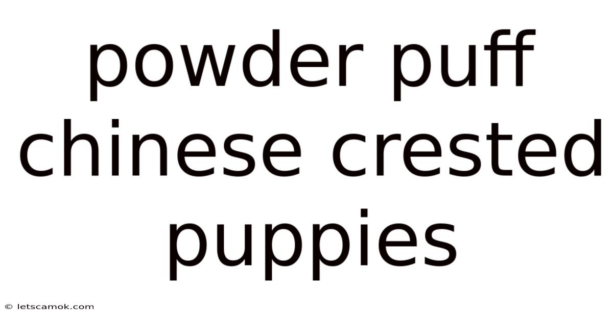 Powder Puff Chinese Crested Puppies