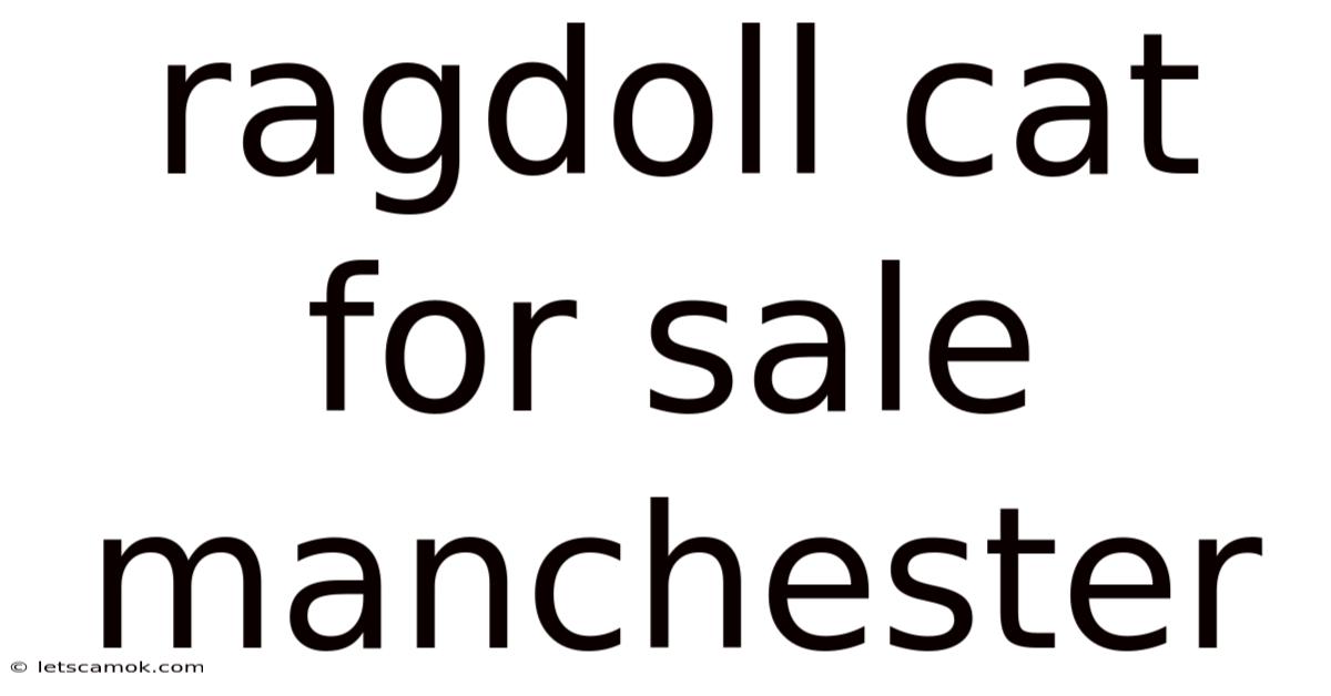 Ragdoll Cat For Sale Manchester