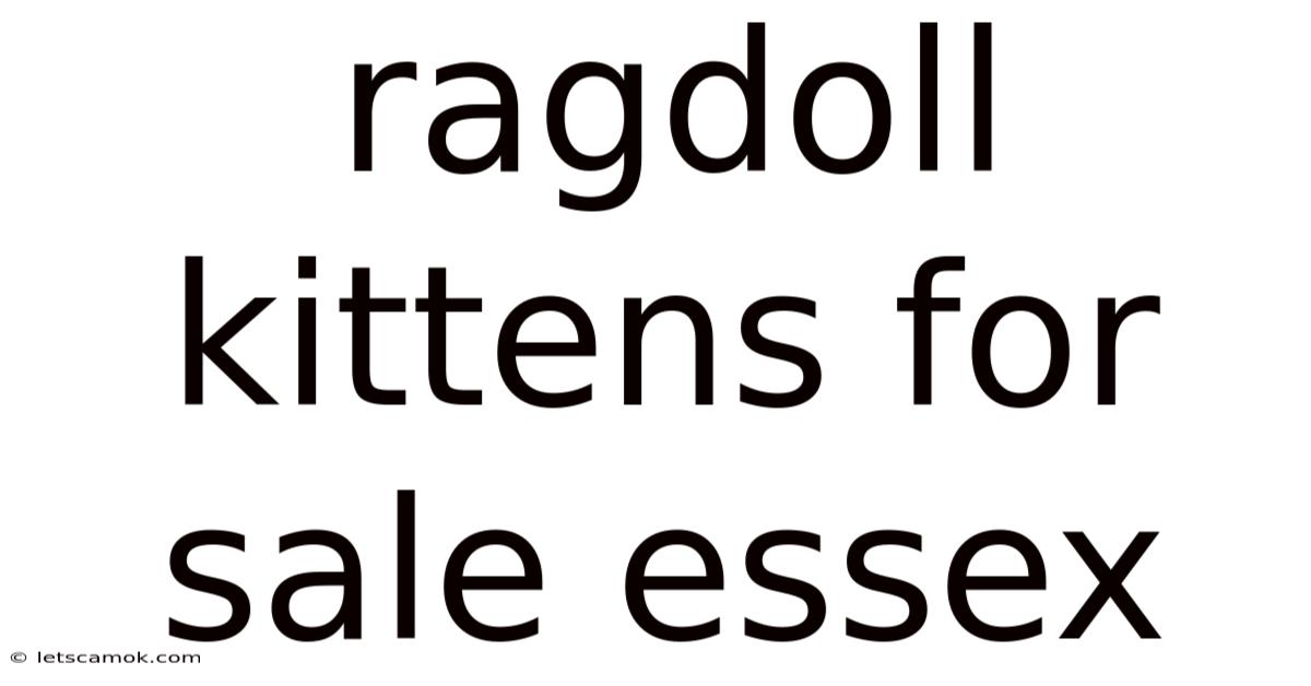 Ragdoll Kittens For Sale Essex