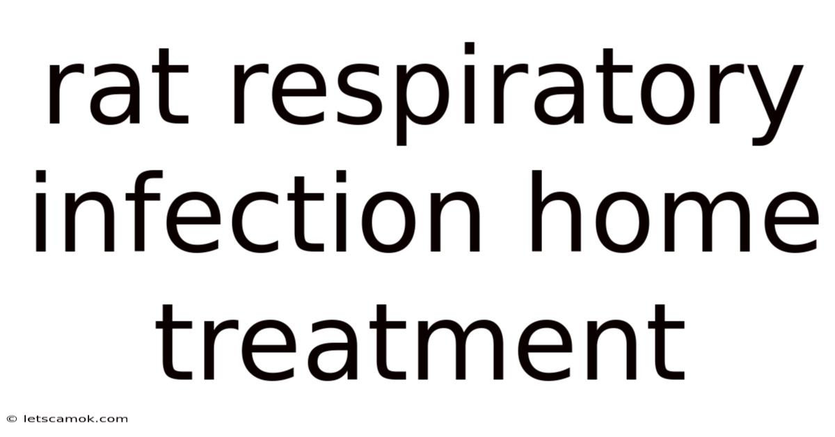 Rat Respiratory Infection Home Treatment