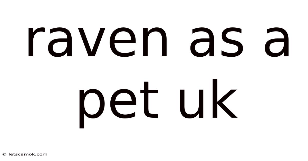 Raven As A Pet Uk