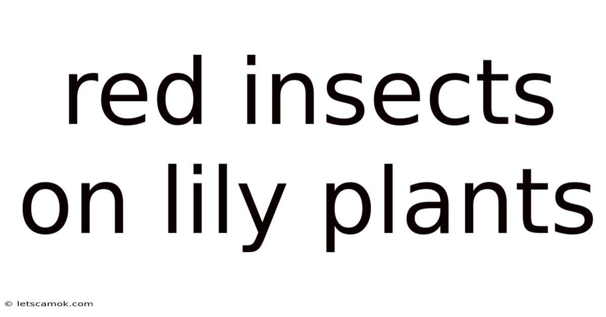 Red Insects On Lily Plants