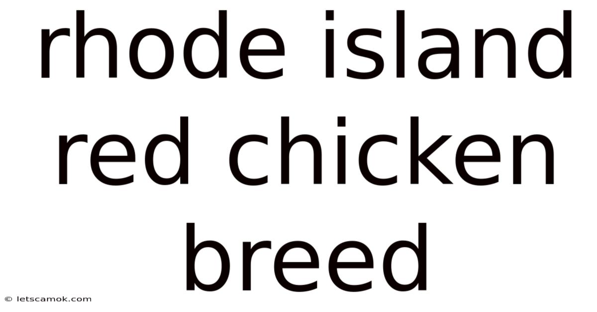Rhode Island Red Chicken Breed