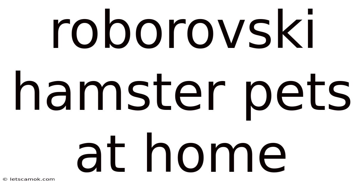 Roborovski Hamster Pets At Home