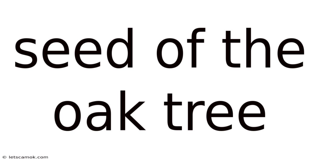 Seed Of The Oak Tree