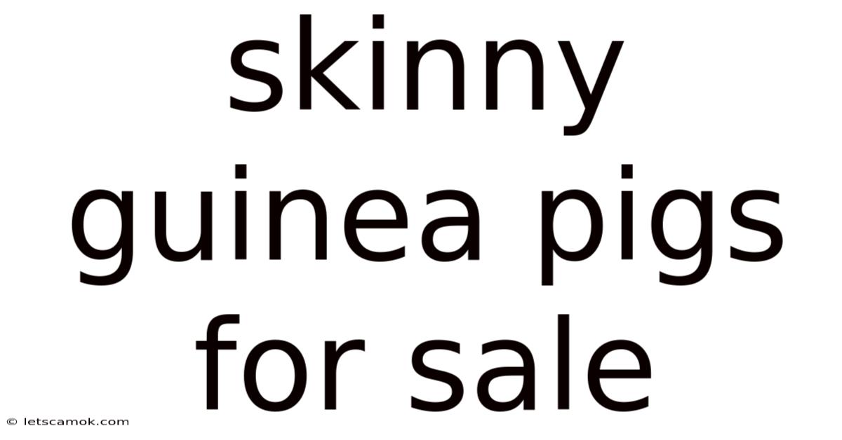 Skinny Guinea Pigs For Sale