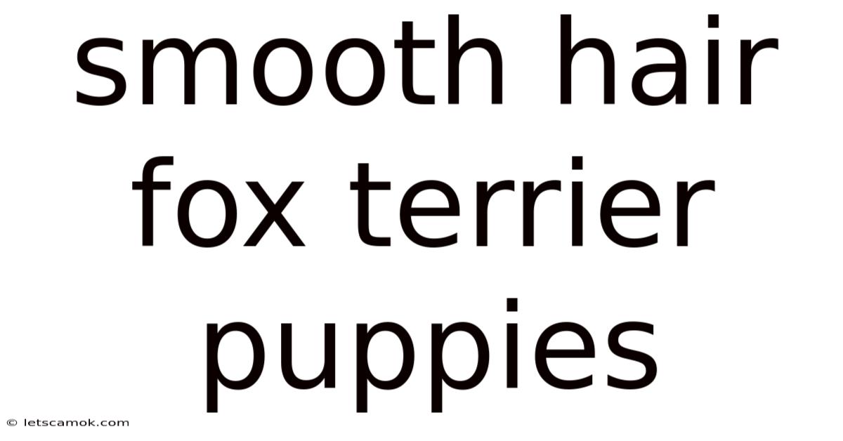 Smooth Hair Fox Terrier Puppies