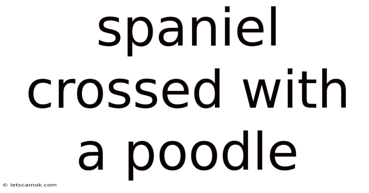 Spaniel Crossed With A Poodle