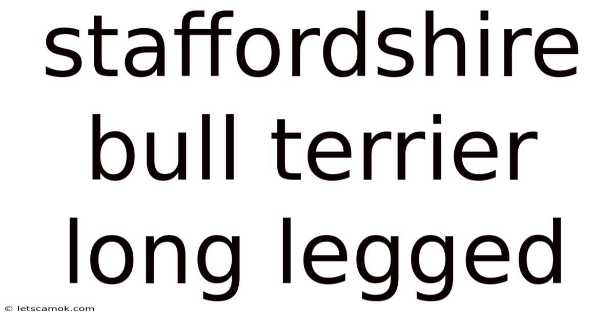 Staffordshire Bull Terrier Long Legged