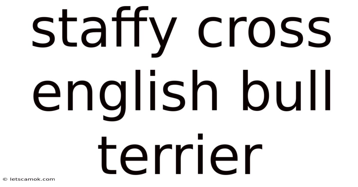 Staffy Cross English Bull Terrier