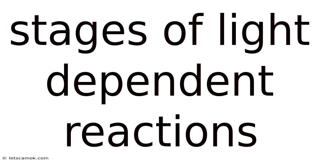 Stages Of Light Dependent Reactions