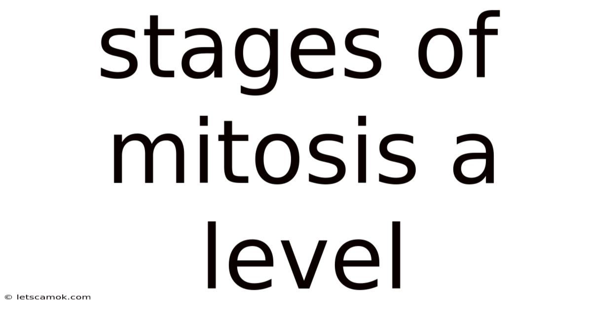 Stages Of Mitosis A Level