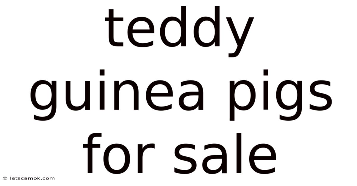Teddy Guinea Pigs For Sale
