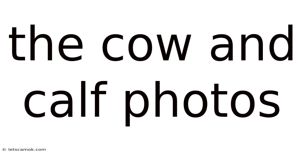 The Cow And Calf Photos