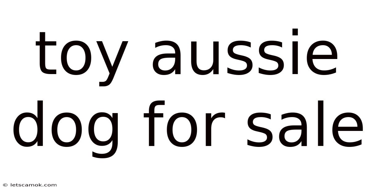 Toy Aussie Dog For Sale