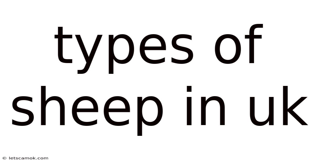 Types Of Sheep In Uk