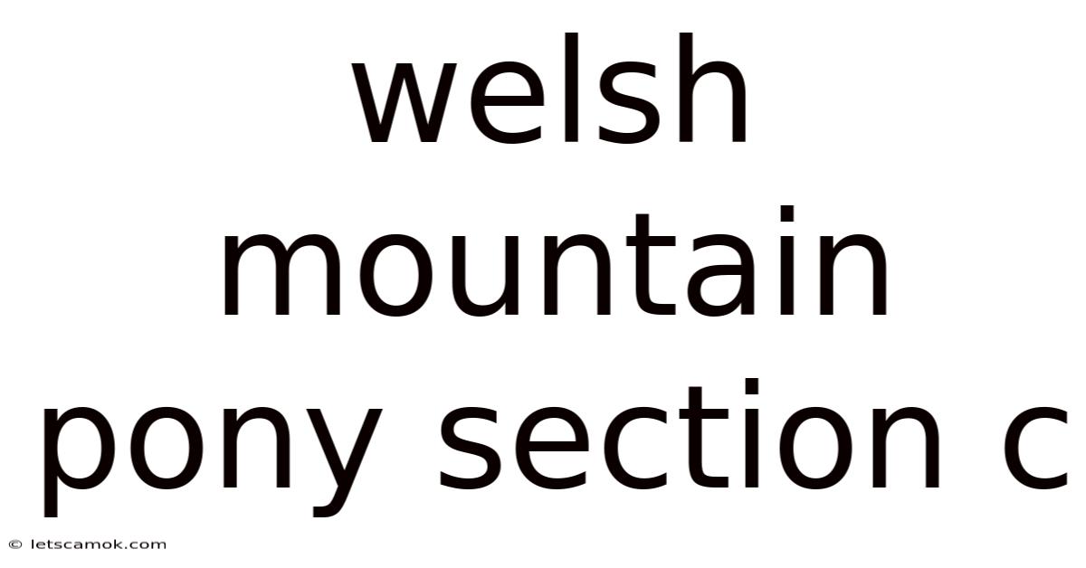 Welsh Mountain Pony Section C