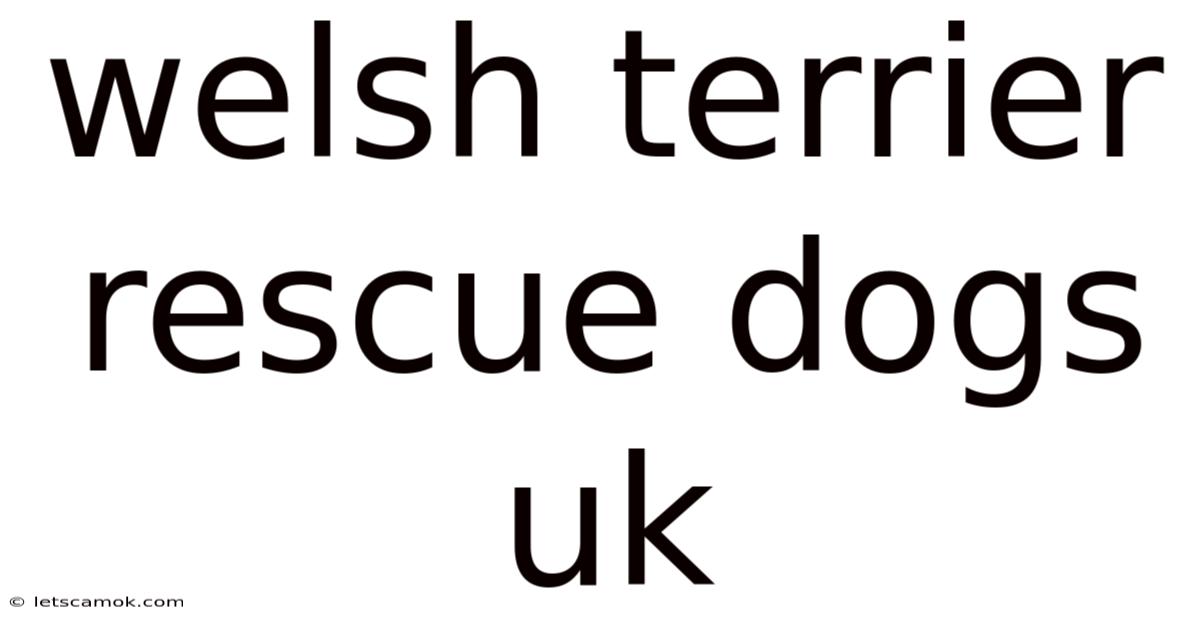 Welsh Terrier Rescue Dogs Uk
