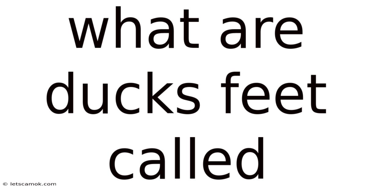 What Are Ducks Feet Called