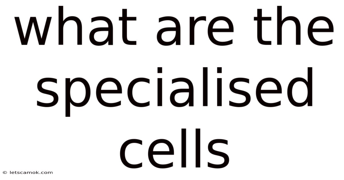 What Are The Specialised Cells