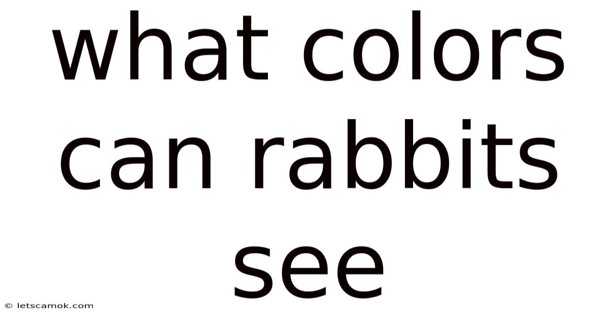 What Colors Can Rabbits See
