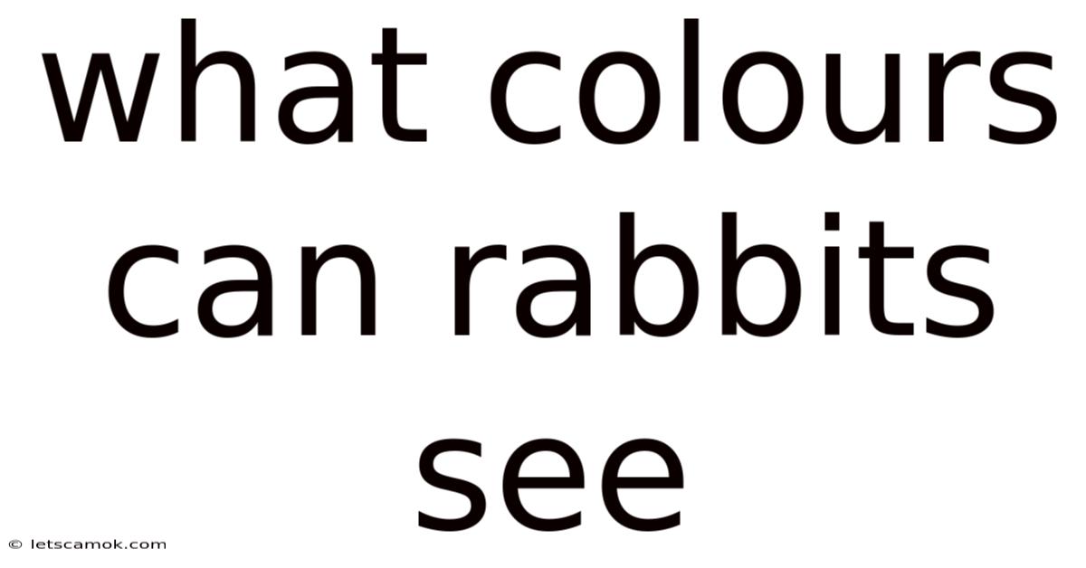 What Colours Can Rabbits See