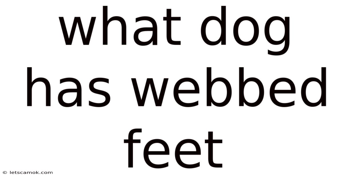 What Dog Has Webbed Feet