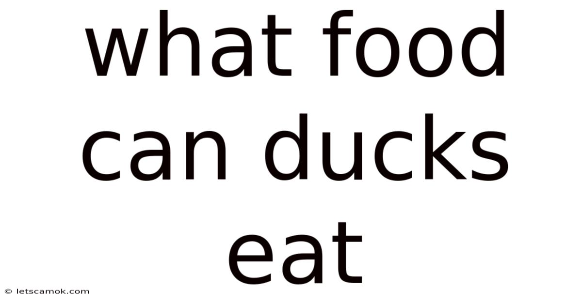 What Food Can Ducks Eat