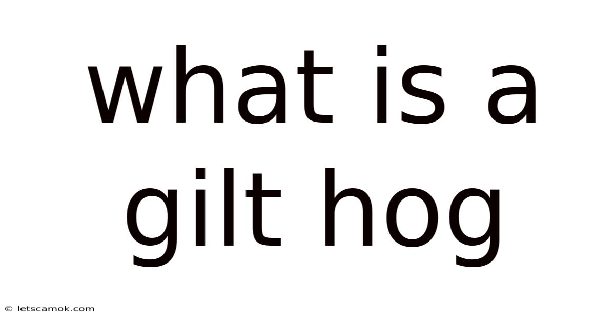 What Is A Gilt Hog