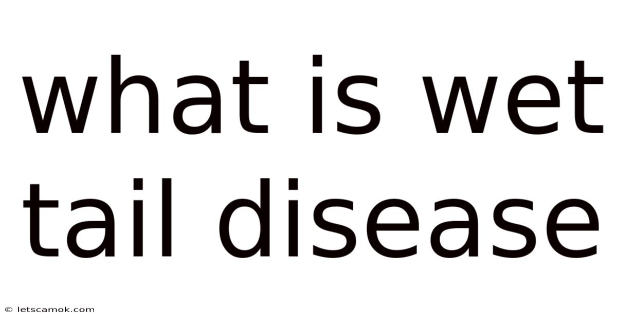What Is Wet Tail Disease