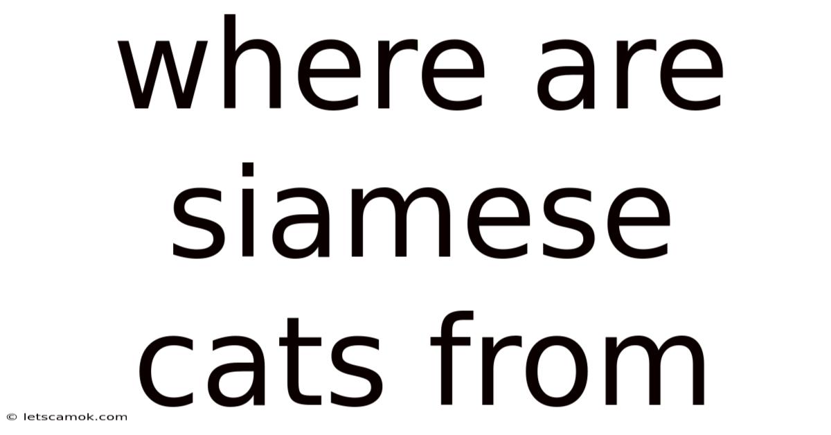 Where Are Siamese Cats From