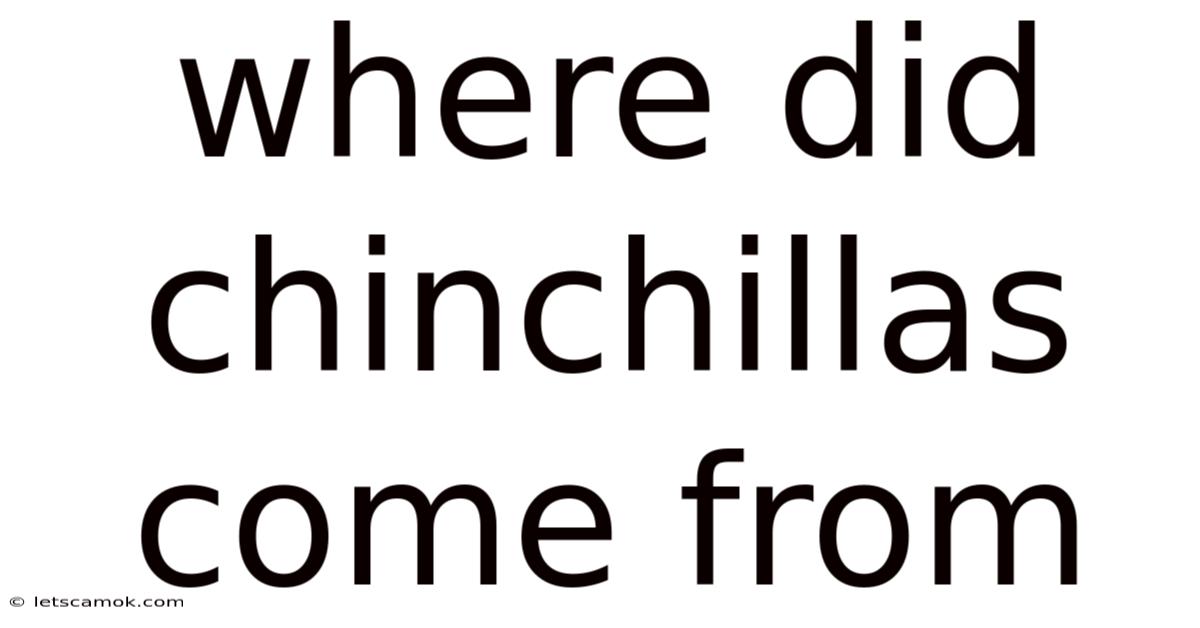 Where Did Chinchillas Come From
