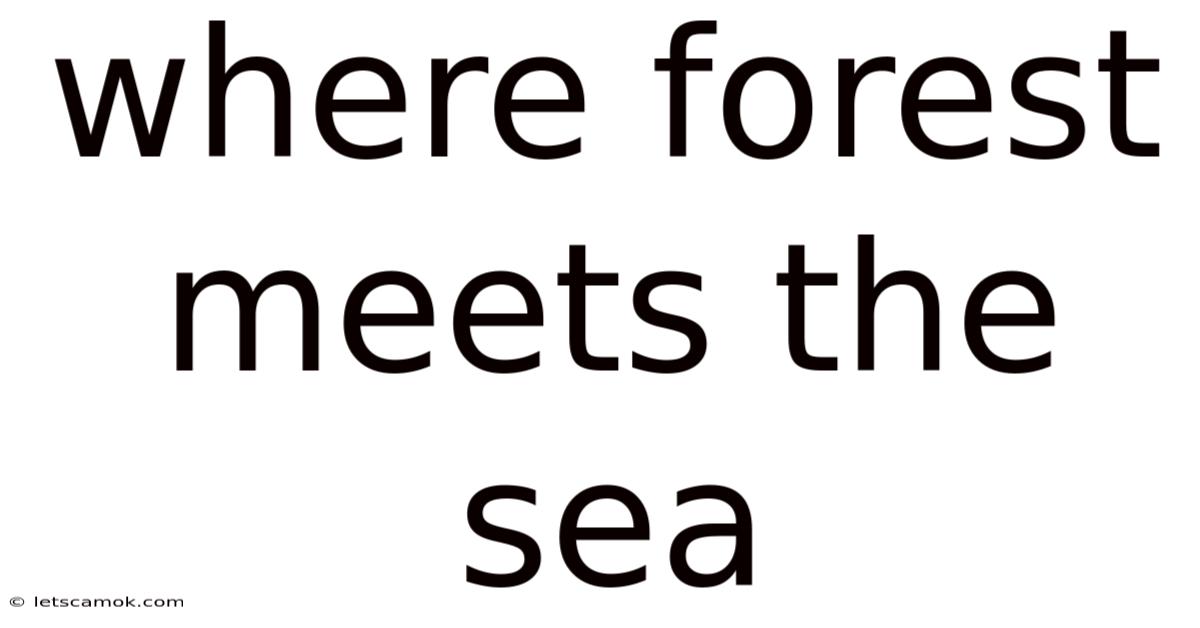 Where Forest Meets The Sea