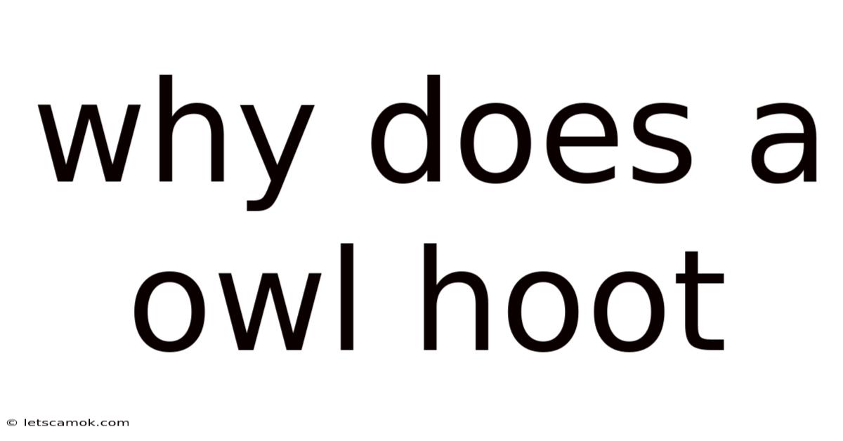Why Does A Owl Hoot