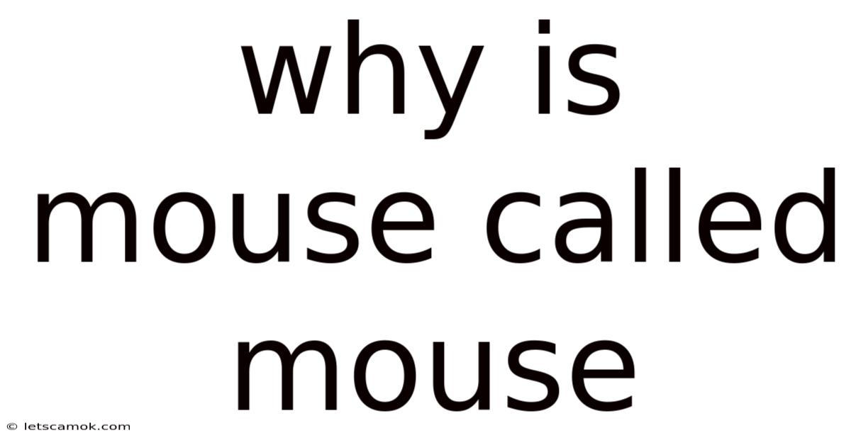 Why Is Mouse Called Mouse